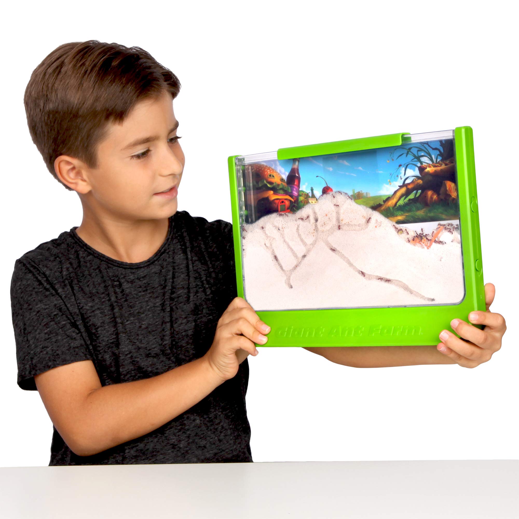 1 Best Ant Farm Sets