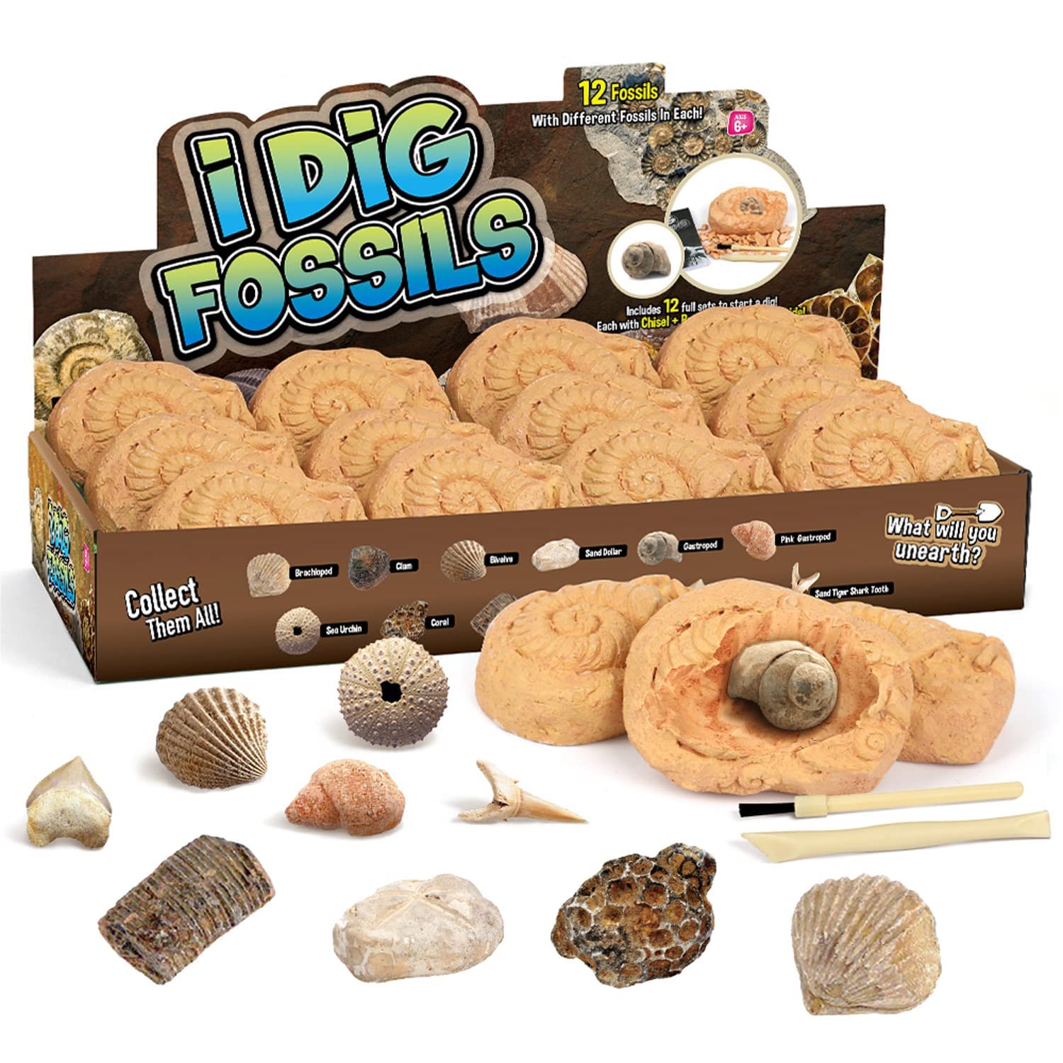 2 Best Fossil Excavation Kits