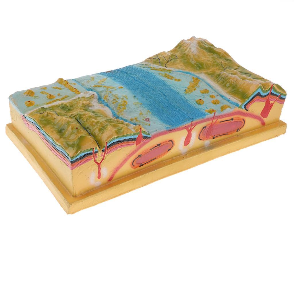 2 Best Plate Tectonics Models