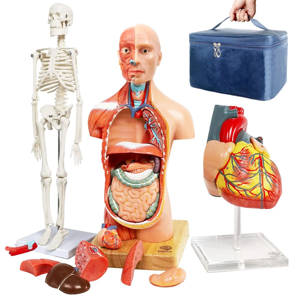 3 Best Anatomy Models