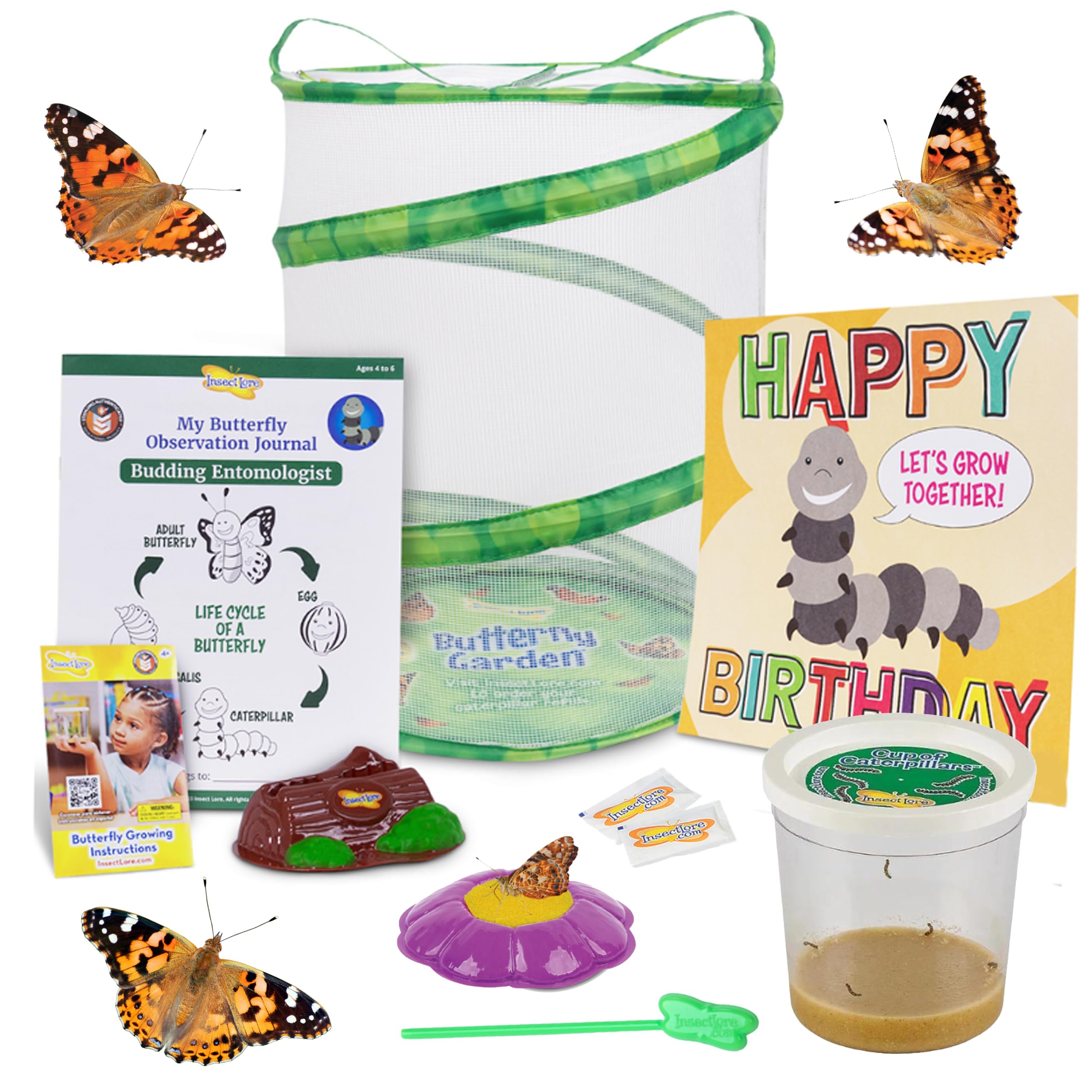 3 Best Butterfly Growing Kits