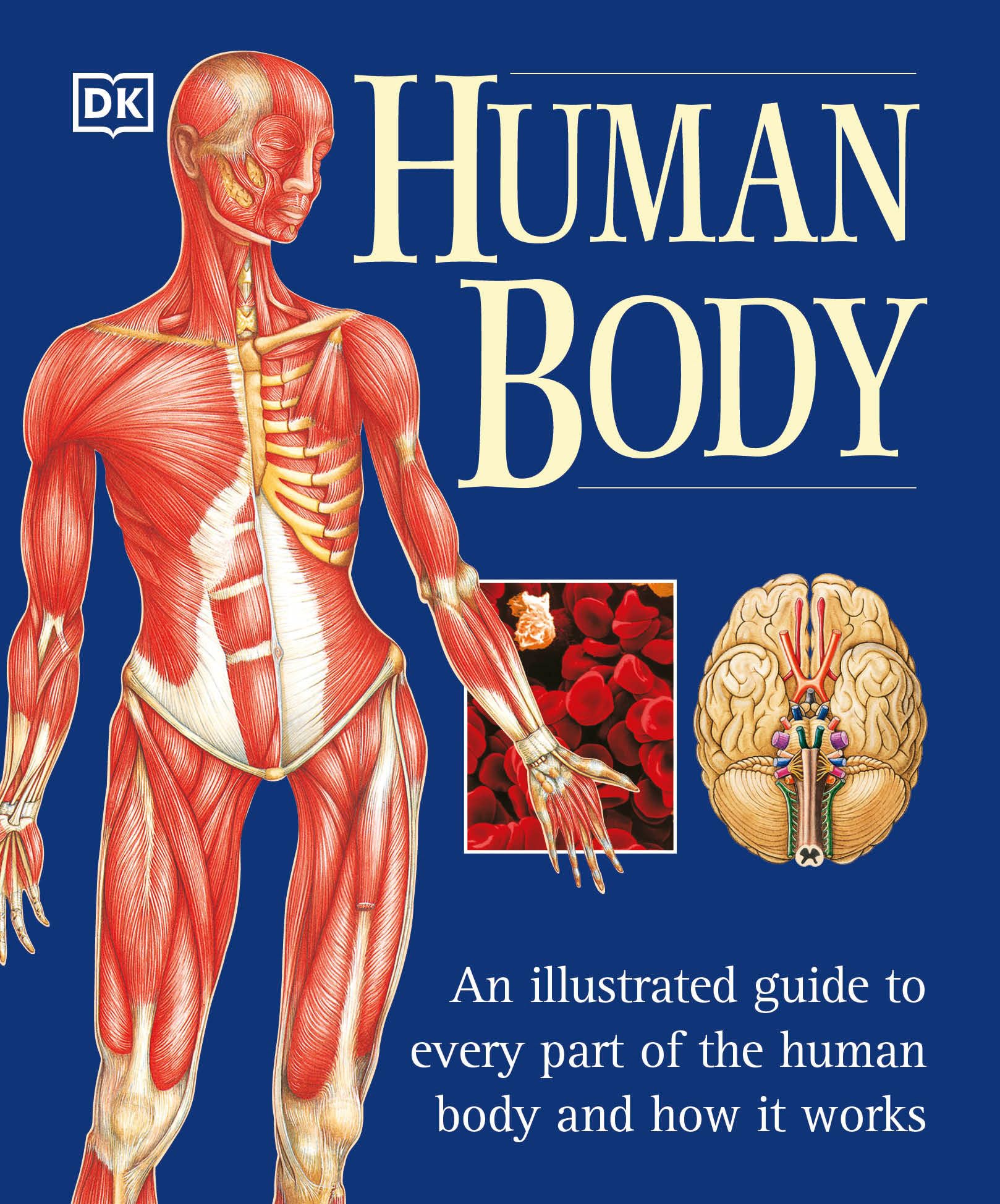 3 Best Human Anatomy Books