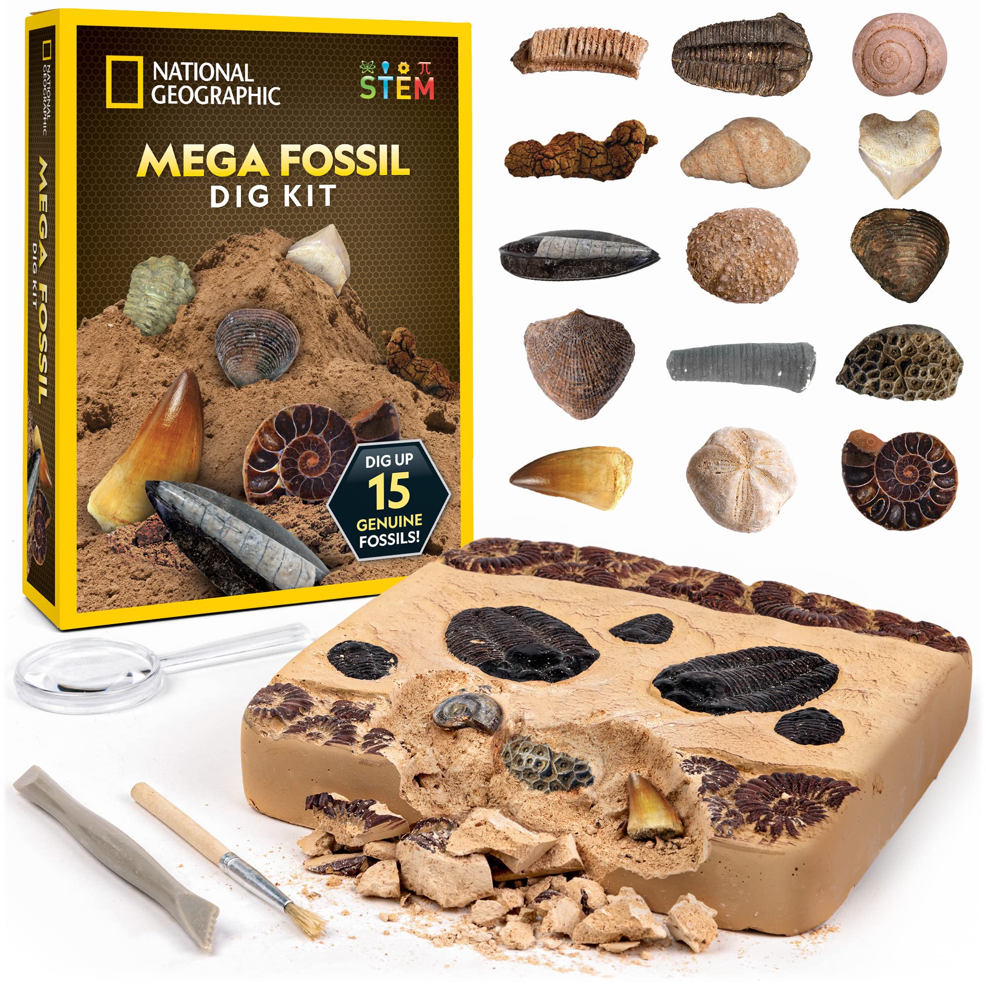 4 Best Fossil Excavation Kits