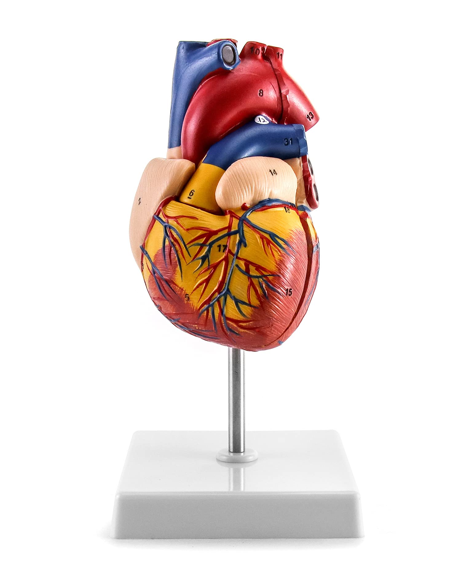 5 Best Anatomy Models