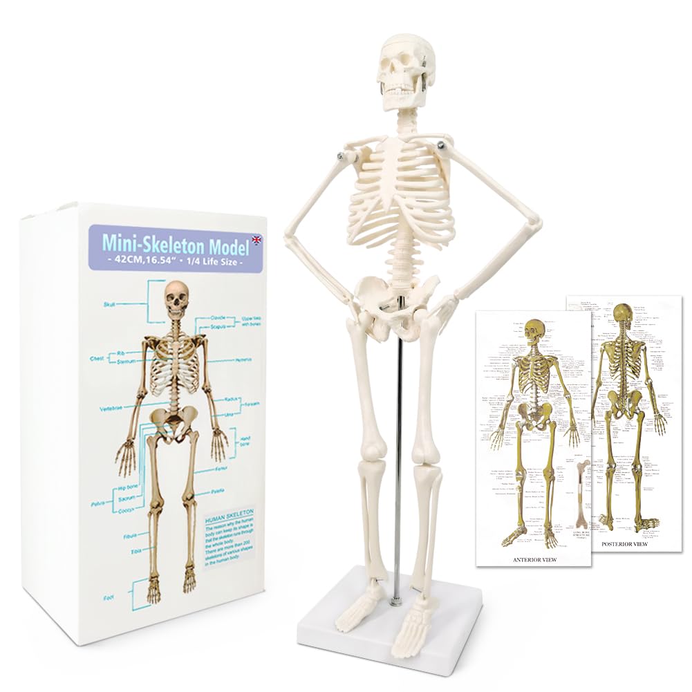 6 Best Anatomy Models