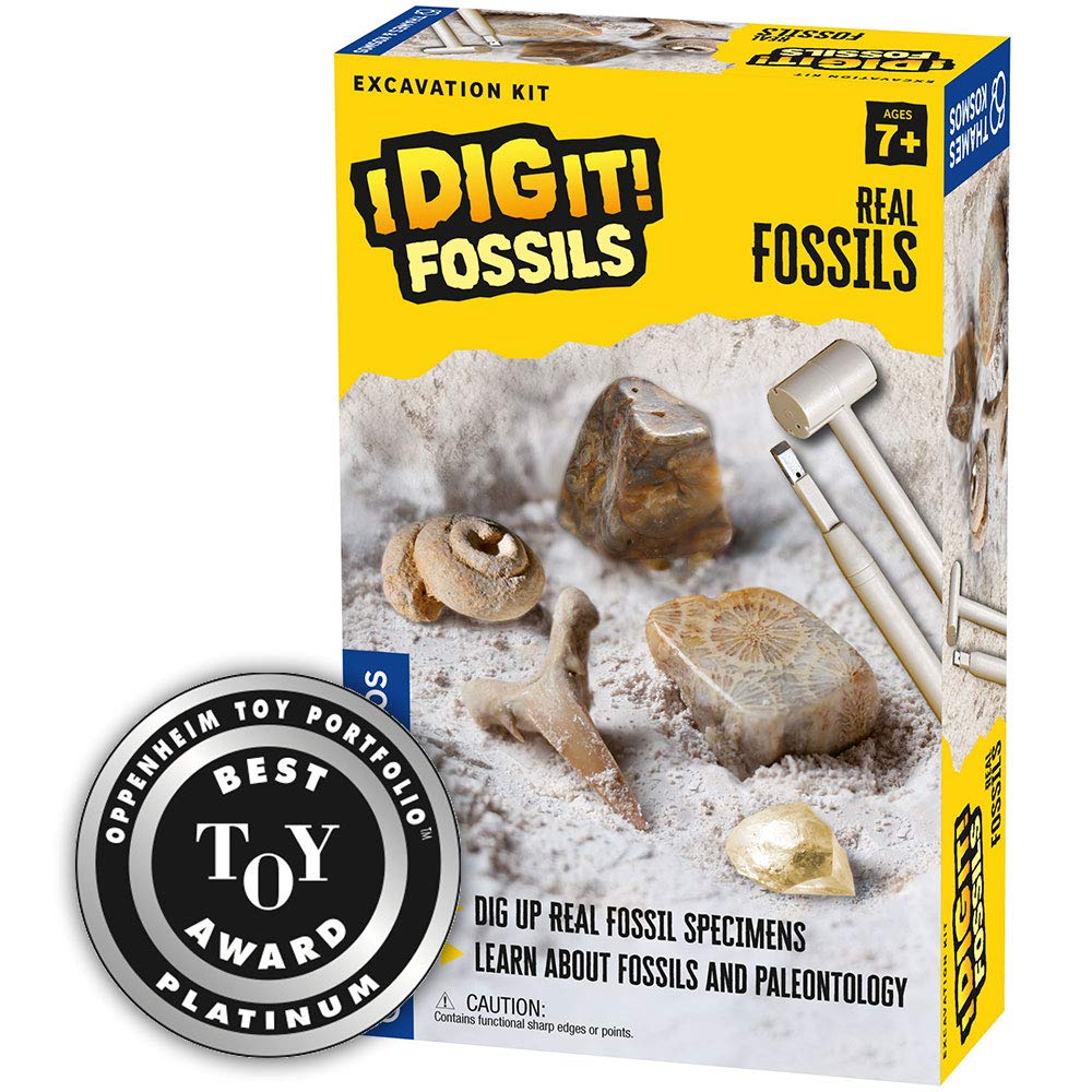 6 Best Fossil Excavation Kits