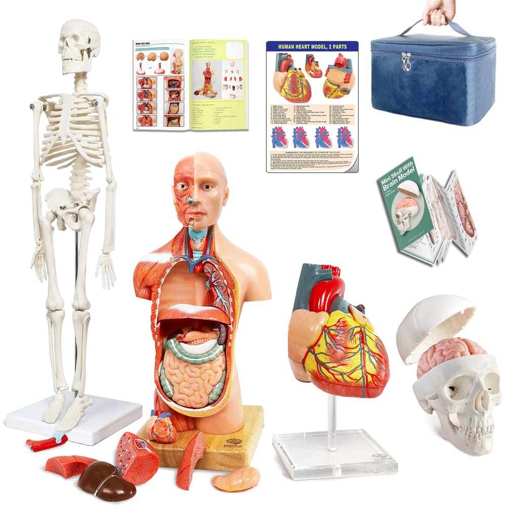 7 Best Anatomy Models