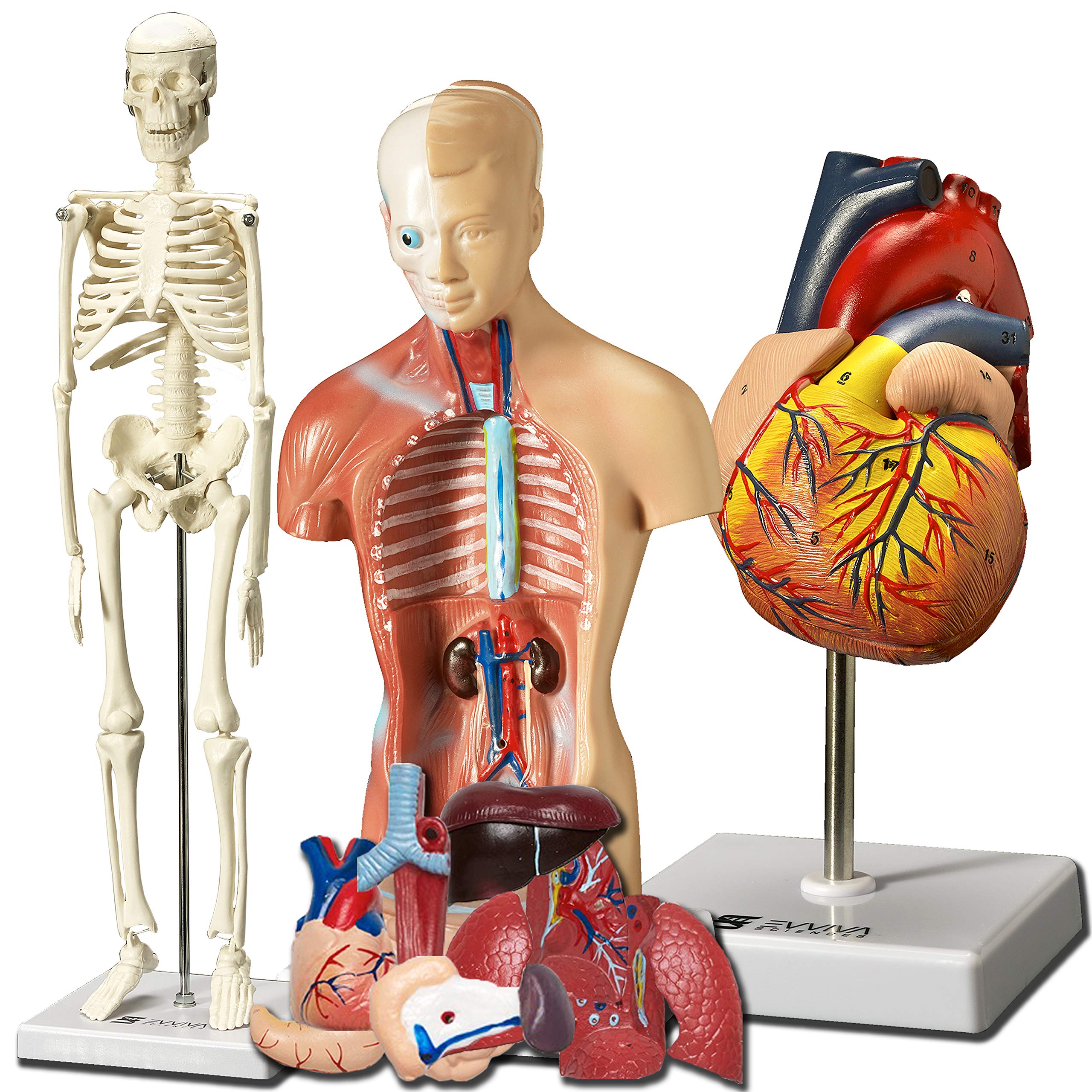 8 Best Anatomy Models