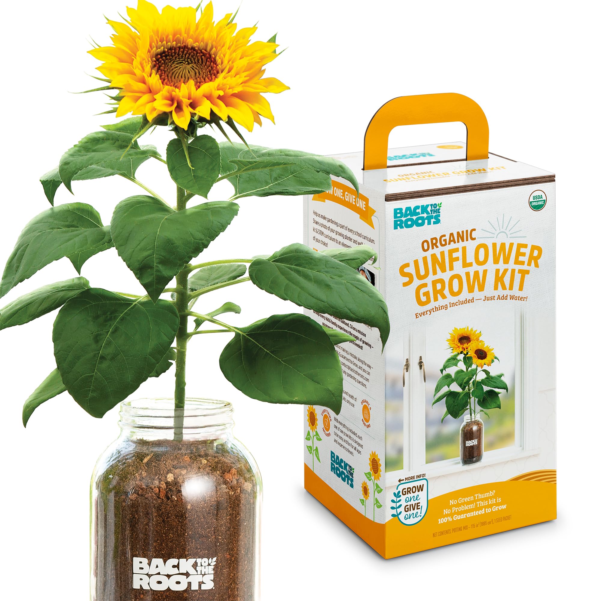 8 Best Plant Growing Kits