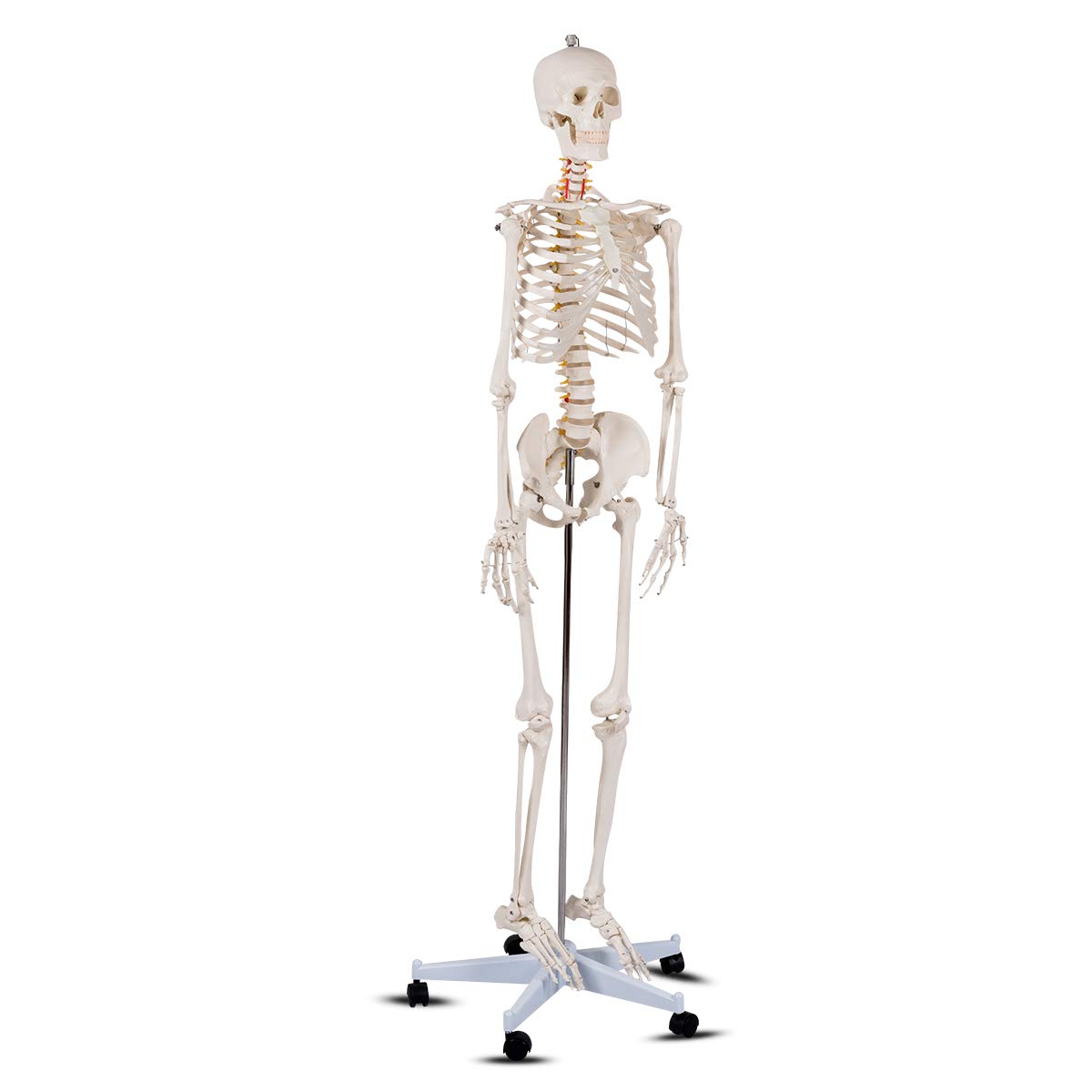 Best Anatomy Models